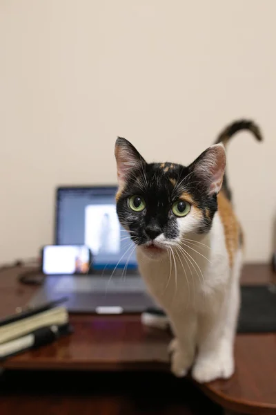 Tricolor Katze Schreit Auf Dem Schreibtisch Stehend — Stockfoto