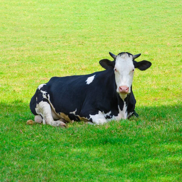 A tehén a zöld füvön fekszik. Szarvasmarha a mezőn — Stock Fotó