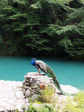 Tavuskuşu kayanın üzerinde oturuyor