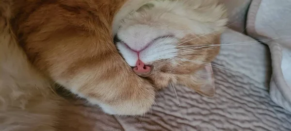 Cute Sleeping Kitten Nose — Stock Photo, Image