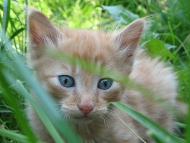 Küçük, güzel, kızıl, meraklı kedi yavrusu çimlerin üzerinde yeşil çimlere yakın.