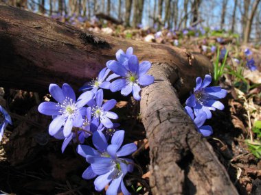 İlkbaharda mavi ormandaki ilk çiçekler öğleden sonra ağaçların yanında.