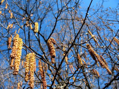 Baharın başında çiçek açan bir huş ağacının makro çekimi. Mavi gökyüzüne karşı birçok kedi derisi.