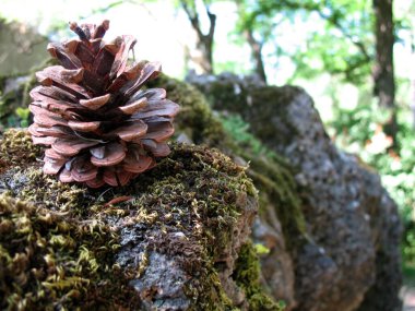Parlak makro fotoğraf öğleden sonra parkta yosunlu bir taşın üzerindeki tümseğin.