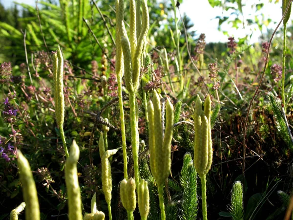 Foto Musgo Verde Sphagnum Brezo Bosque Sobre Fondo Los Árboles —  Fotos de Stock