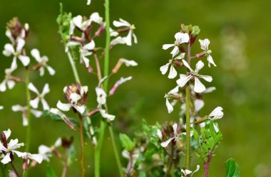 Roket çiçeği ya da roka gün ışığında.
