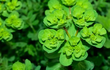 Vahşi bitki resimleri, tıbbi çiçekler. Sperm çiçekleri fotoğrafları.