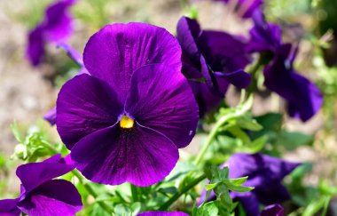 Bahçe menekşesi fotoğrafları. Çeşitli renkte menekşeler