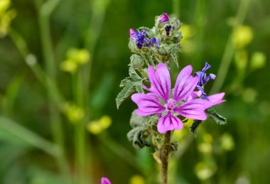 Yaygın mallow çiçeği - Latince adı - Malva sylvestris