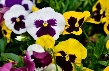 Bahçe menekşesi fotoğrafları. Çeşitli renkte menekşeler