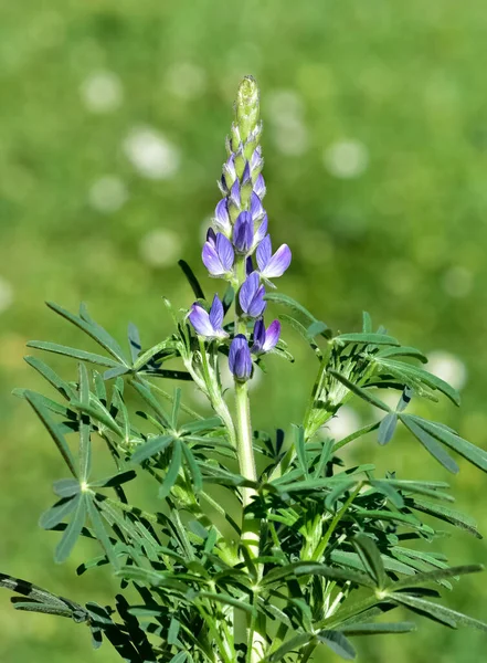 Lupine flower portrait Lupinus, commonly known as lupin or lupine, is in the legume family Fabaceae or Leguminosae.