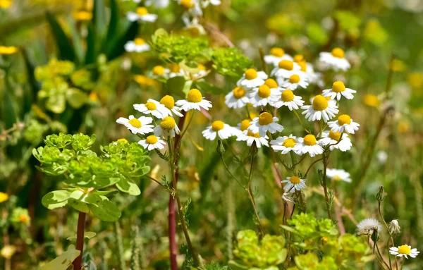 Arriba Hacia Abajo Hermoso Campo Hierba Verde Manzanillas Como Fondo — Foto de Stock