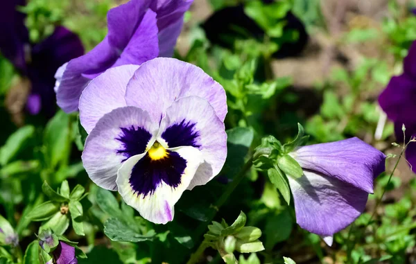 Bahçe menekşesi fotoğrafları. Çeşitli renkte menekşeler