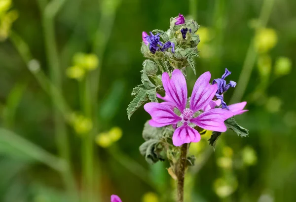 Yaygın mallow çiçeği - Latince adı - Malva sylvestris