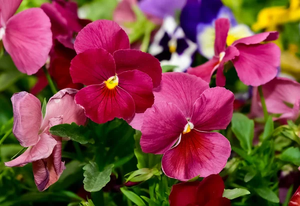 Bahçe menekşesi fotoğrafları. Çeşitli renkte menekşeler