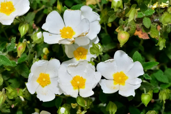 Caltha Leptosepala White Marsh Marigold Twinflowered Marsh Marigold Broadleaved Marsh — Zdjęcie stockowe