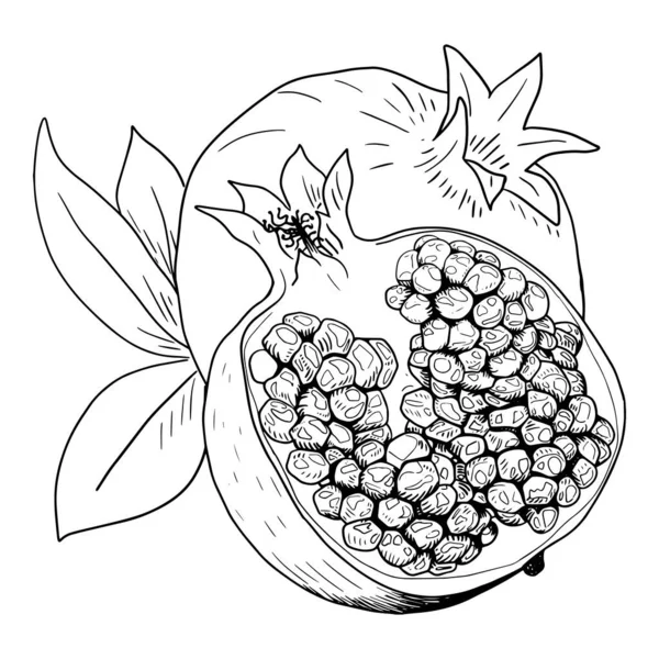 ザクロの果実 果物全体と果物の半分は セクションで 手描きのドローイング — ストックベクタ