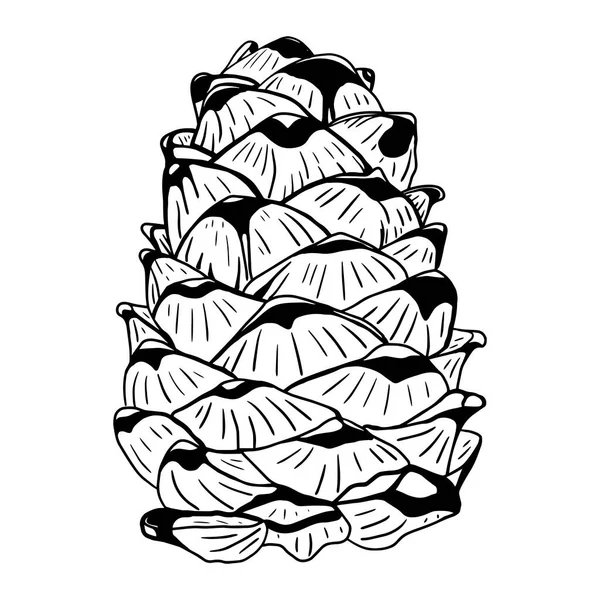 Cedar Cone Cone Made Coniferous Wood Freehand Drawing Botanical Sketch — стоковое фото
