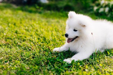 Beyaz köpek yavrusu Samoyed Husky yeşil çimlerde oynuyor