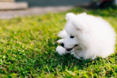 Yeşil çimlerin üzerinde beyaz şirin Samoyed köpek yavrusu