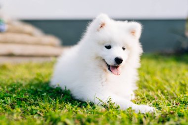 Beyaz köpek yavrusu Samoyed Husky yeşil çimlerde oynuyor