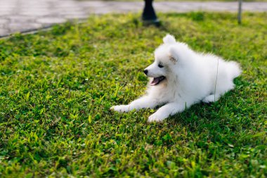 Yeşil çimlerin üzerinde Komik Samoyed köpek yavrusu