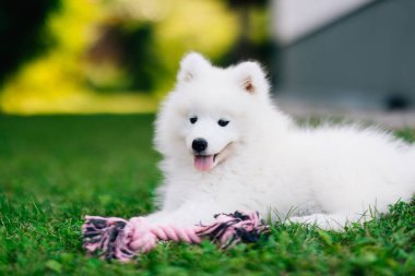 Komik tüylü beyaz Samoyed yavru köpeği oyuncakla oynuyor.
