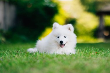 Beyaz Samoylu yavru köpek yeşil çimlerin üzerinde ağızlık gibi gülümsüyor.