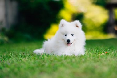 Yeşil çimlerin üzerindeki yaz bahçesinde Komik Samoylu köpek yavrusu