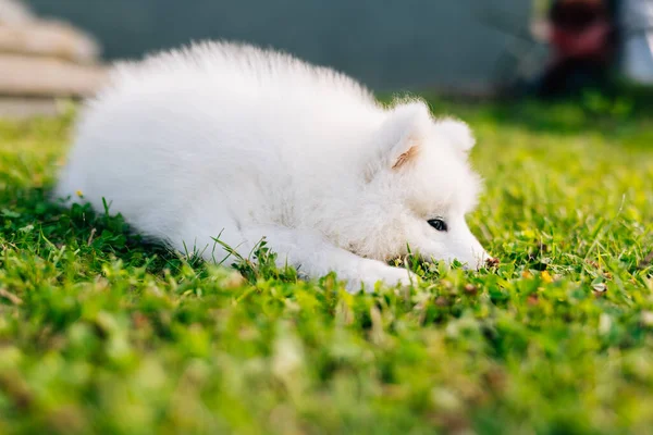 有趣的萨摩亚小狗在绿草上 — 图库照片