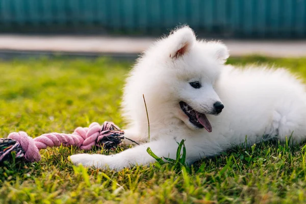 Fluffy Blanco Samoyed Cachorro Perro Está Jugando Con Juguete Hierba — Foto de Stock