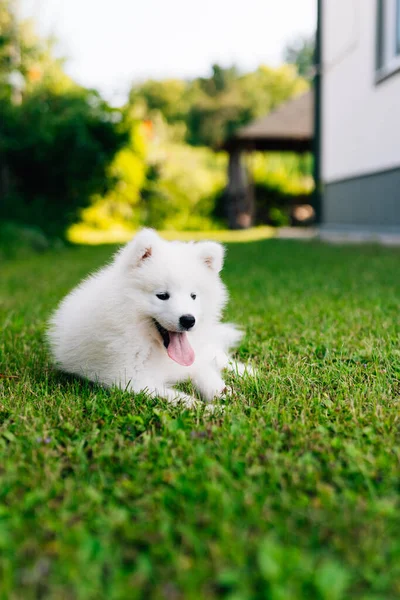 Filhote Cachorro Samoyed Engraçado Grama Verde — Fotografia de Stock