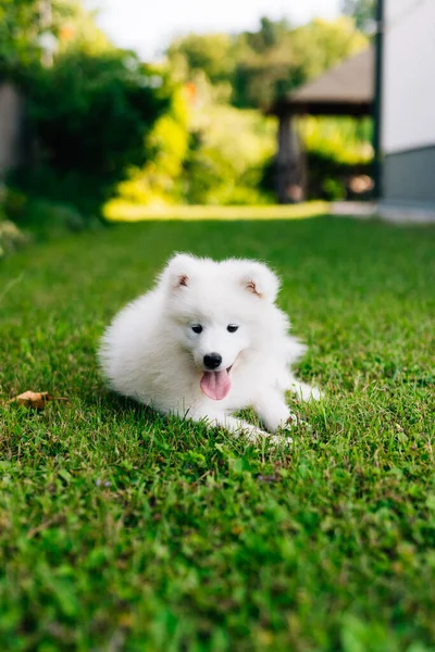 Beyaz Köpek Yavrusu Samoyed Husky Yeşil Çimlerde Oynuyor — Stok fotoğraf