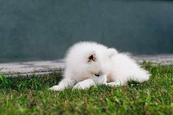 Beyaz Köpek Yavrusu Samoyed Husky Yeşil Çimlerde Oynuyor — Stok fotoğraf