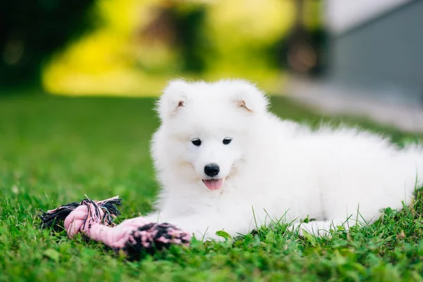 Witte Samoyed Puppy Hond Spelen Het Gazon — Stockfoto
