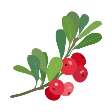 Beyaz arka planda yaprakları olan böğürtlen. Vektör illüstrasyonu