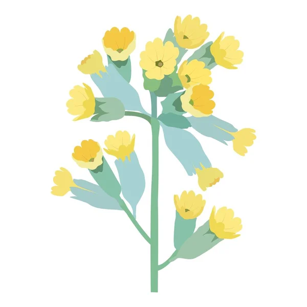 Primula Sur Fond Blanc Illustration Florale Vectorielle — Image vectorielle