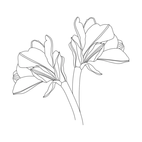 Лінія Квітів Амаріллі Малює Білому Тлі Векторні Ілюстрації — стоковий вектор