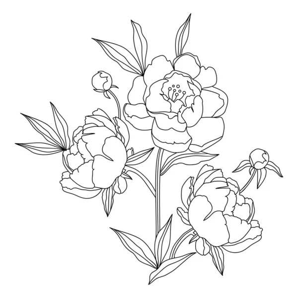 Peony Flor Linha Vetorial Desenho Sobre Fundo Branco — Vetor de Stock