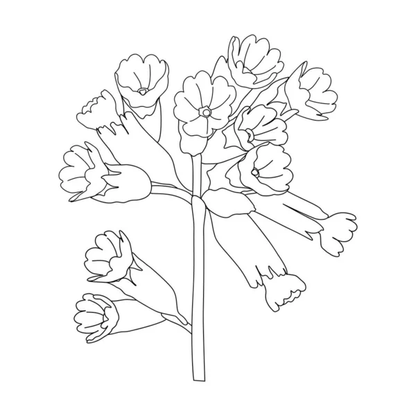 Примула Квітка Векторна Лінія Малюнок Білому Тлі — стоковий вектор