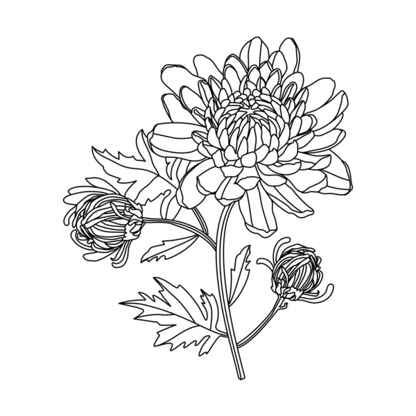 Vector Line Drawing Chrysanthemum Flowers Bouquet Isolation Illustration White Background — Stock Vector