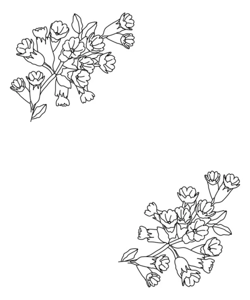 Primula çiçekli çiçek deseni. Çizgi çizimi beyaz arkaplanda izole edildi.