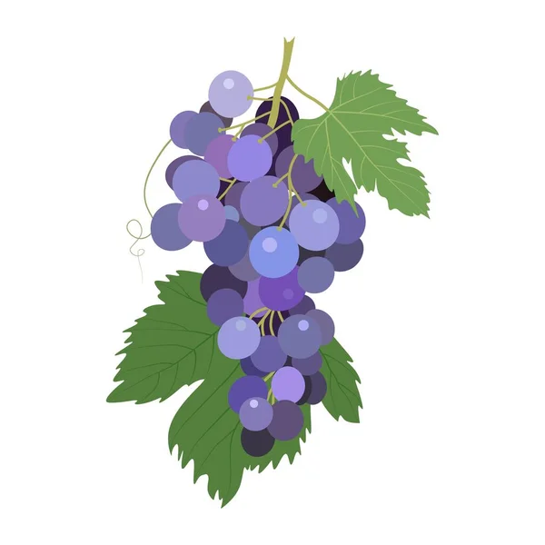 Grapes White Background Isolated Object Vector Illustration — Stock Vector