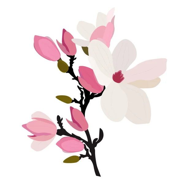 Flores Magnolia Coloridas Aisladas Sobre Fondo Blanco Eps — Vector de stock