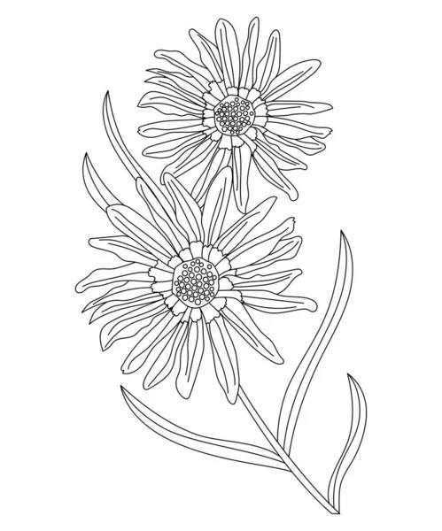 Vector Line Drawing Gazania Flowers Isolation Illustration White Background Eps — Archivo Imágenes Vectoriales