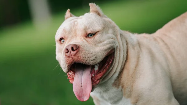 Dog Pitbull Dogs Pitbull Terrier Pitbulls — Stock Photo, Image