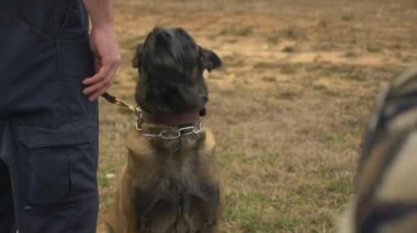 Bir K9 polis köpeği uyuşturucu, bomba ya da suçluları bulmak için harekete geçmeye hazır..