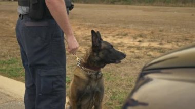 Bir K9 polis köpeği uyuşturucu, bomba ya da suçluları bulmak için harekete geçmeye hazır..