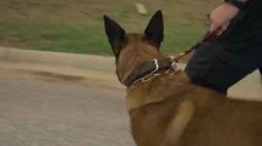 Bir polis olası uyuşturucu ya da patlayıcıları incelemek için K9 köpeğiyle yürüyor..
