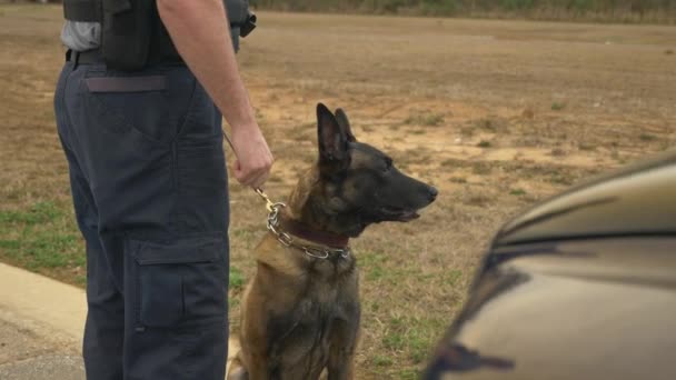 Policejní Pes Připraven Akci Aby Vyčenichal Drogy Bomby Nebo Zločince — Stock video